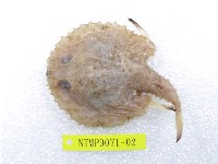 藏品(棘茄魚)的圖片